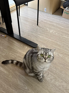 Two lovely indoor cats looking for a home together (2 valokuva sivusta 6)