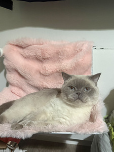 Two lovely indoor cats looking for a home together (3 valokuva sivusta 6)