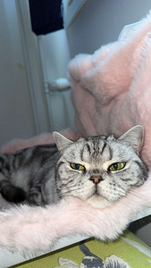 Two lovely indoor cats looking for a home together (4 valokuva sivusta 6)