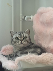 Two lovely indoor cats looking for a home together (5 valokuva sivusta 6)