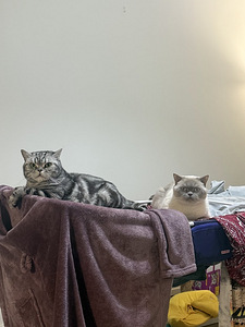 Two lovely indoor cats looking for a home together (1 valokuva sivusta 6)