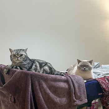 Two lovely indoor cats looking for a home together