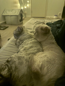 Two lovely indoor cats looking for a home together (6 valokuva sivusta 6)