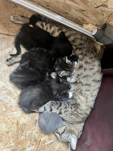 Kassipojad/ котята (3 фото из 10)