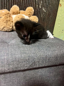Kassipojad/ котята (5 фото из 10)