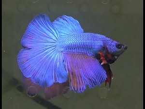 Isane betta (1 foto / 1)