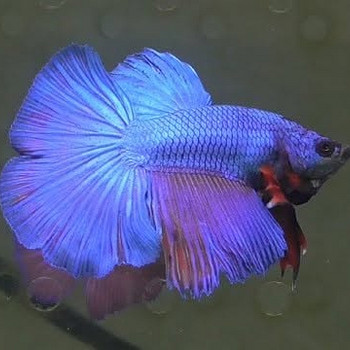 Isane betta