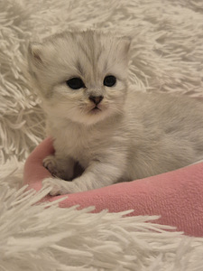 Scottish Fold/Straight (1 фото из 6)