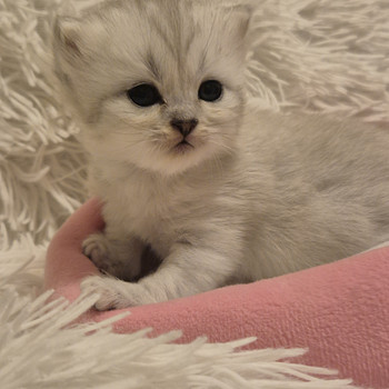 Scottish Fold/Straight