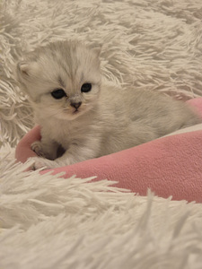 Scottish Fold/Straight (2 фото из 6)