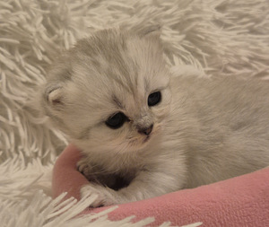 Scottish Fold/Straight (3 фото из 6)