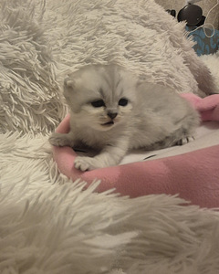 Scottish Fold/Straight (4 фото из 6)