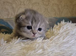 Scottish Fold/Straight (5 фото из 6)