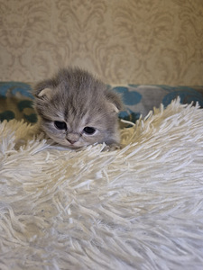 Scottish Fold/Straight (6 фото из 6)