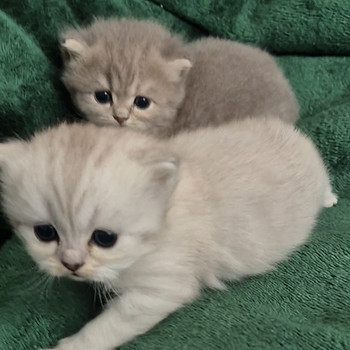 Scottish Fold/Straight