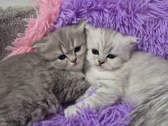 Scottish Fold/Straight