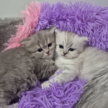 Scottish Fold/Straight