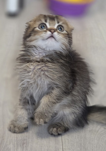 Скоттиш-фолд (5 фото из 6)