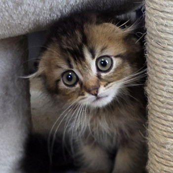 Scottish Fold