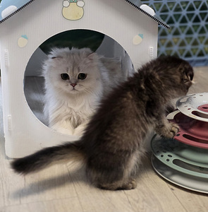 Скоттиш-фолд (4 фото из 6)