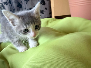 3 ARMAST KASSIPOISSI OOTAVAD OMA KODU (1 foto / 6)