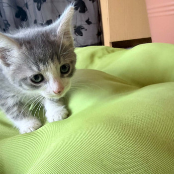 3 ARMAST KASSIPOISSI OOTAVAD OMA KODU