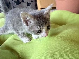 3 ARMAST KASSIPOISSI OOTAVAD OMA KODU (2 foto / 6)