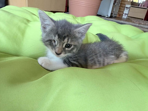 3 ARMAST KASSIPOISSI OOTAVAD OMA KODU (5 foto / 6)