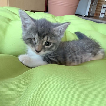3 ласковых котёнка ищут дом