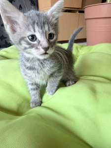 3 ARMAST KASSIPOISSI OOTAVAD OMA KODU (3 foto / 6)