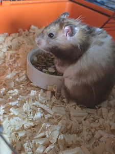 Sûüria hamster koos suur puuriga (1 foto / 3)