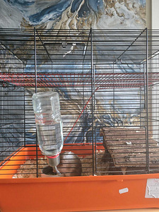 Sûüria hamster koos suur puuriga (2 foto / 3)