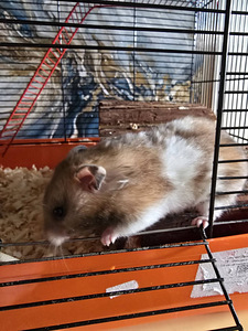 Sûüria hamster koos suur puuriga (3 foto / 3)