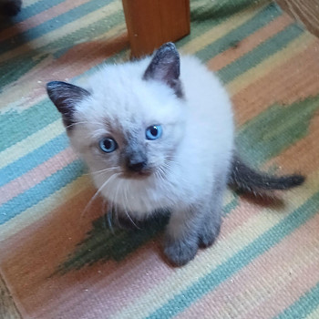 Очаровательные тайские котята