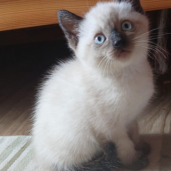 Очаровательный тайский котёнок
