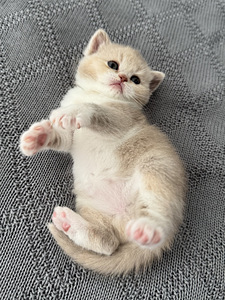 Британский котёнок (1 фото из 4)
