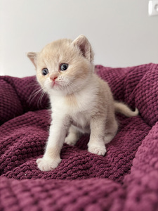 Британский котёнок (3 фото из 4)