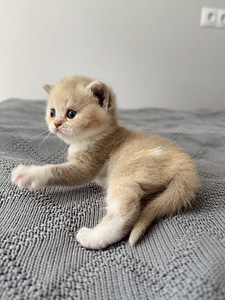 Британский котёнок (2 фото из 4)