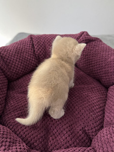 Британский котёнок (4 фото из 4)