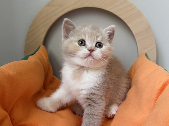 Британский котёнок