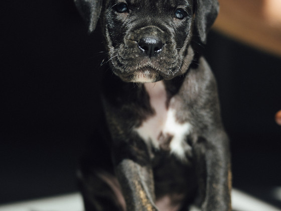 Щенки Cane Corso