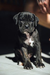 Щенки Cane Corso (1 фото из 7)