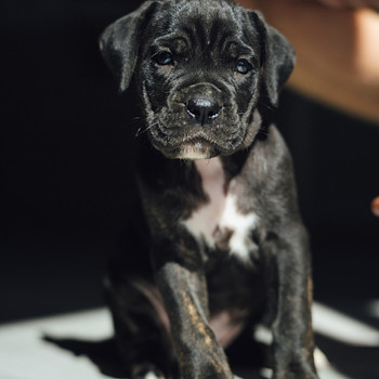 Cane Corso kutsikad