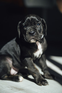 Щенки Cane Corso (2 фото из 7)