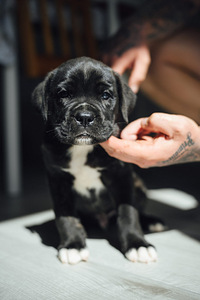 Щенки Cane Corso (3 фото из 7)