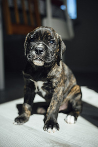 Щенки Cane Corso (4 фото из 7)