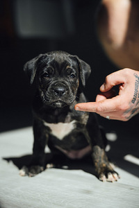 Щенки Cane Corso (5 фото из 7)