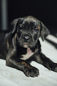 Щенки Cane Corso (6 фото из 7)