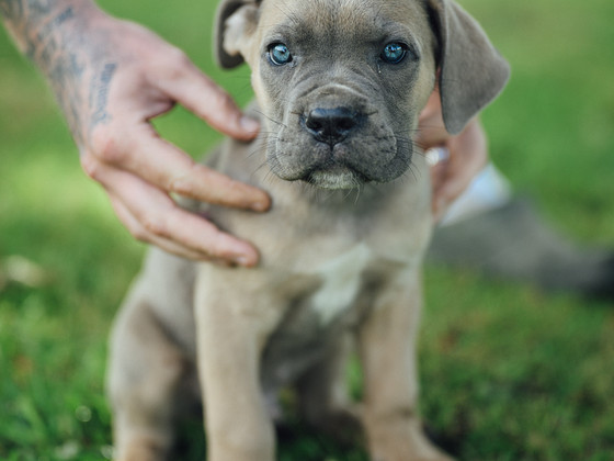 Щенки Cane Corso