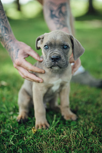 Щенки Cane Corso (1 фото из 3)